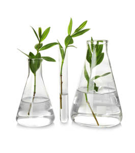Plants in Glassware
