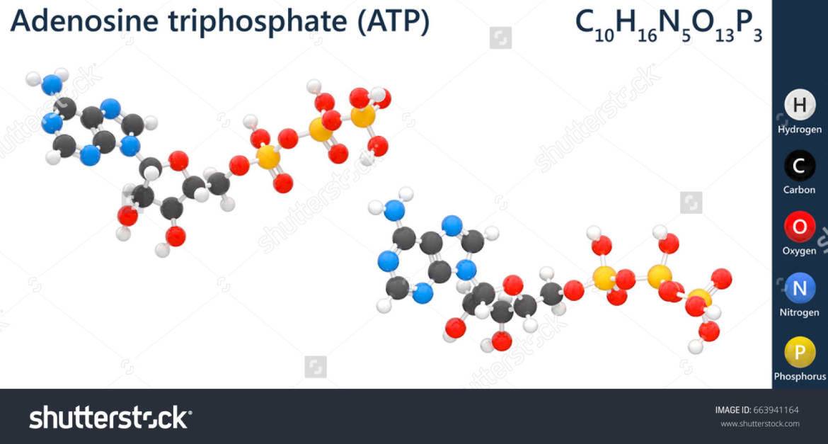 stock-photo-adenosine-triphosphate-molecular-structure-atp-is-intracellular-energy-transfer-c-h-n-o-p-663941164.jpg