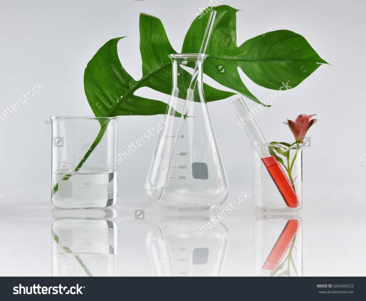 stock-photo-natural-organic-botany-and-scientific-glassware-alternative-herb-medicine-natural-skin-care-666406522.jpg