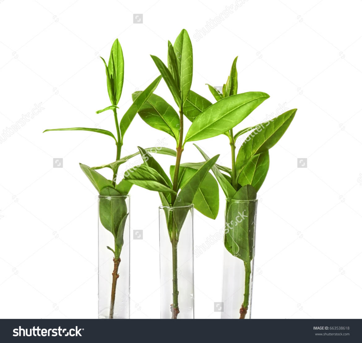stock-photo-plant-in-glass-tubes-isolated-on-white-663538618.jpg