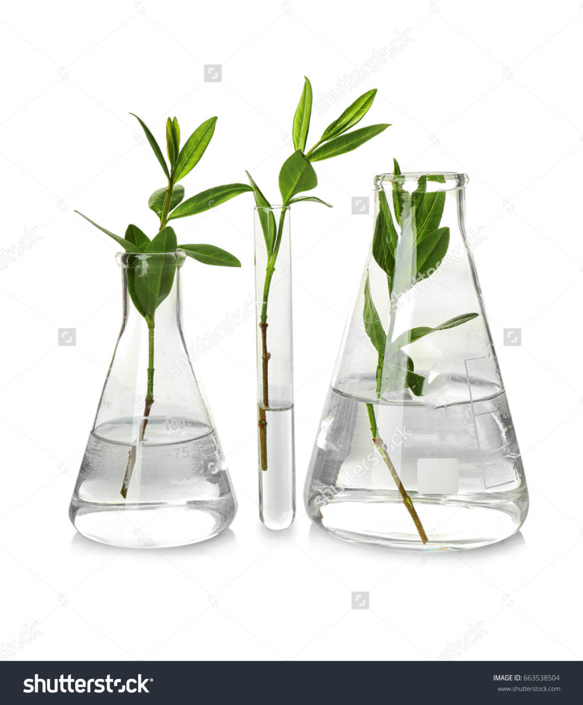 stock-photo-plants-in-glassware-isolated-on-white-663538504.jpg